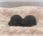 Small Photo #57 Yorkipoo Puppy For Sale in ARLINGTON, TX, USA