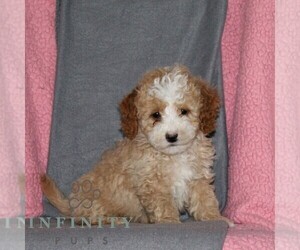 Poodle (Miniature) Puppy for sale in KIRKWOOD, PA, USA