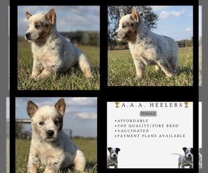 Australian Cattle Dog Puppy for sale in ZOLFO SPRINGS, FL, USA