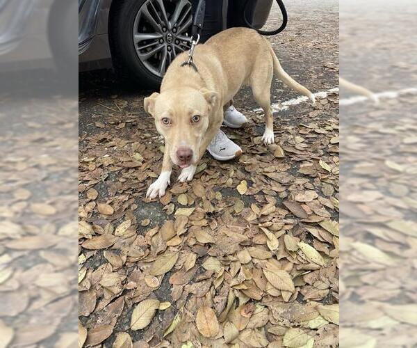 Medium Photo #1 Mutt Puppy For Sale in Stockton, CA, USA