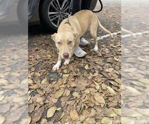 Mutt Dogs for adoption in Stockton, CA, USA