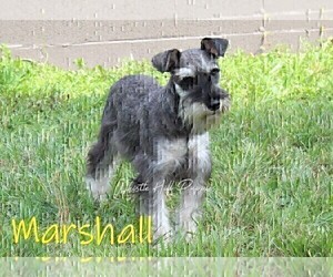Father of the Schnauzer (Miniature) puppies born on 03/15/2025