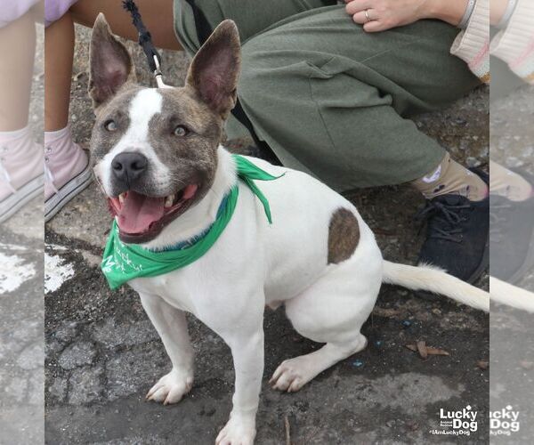 Medium Photo #3 Mutt Puppy For Sale in Washington, DC, USA