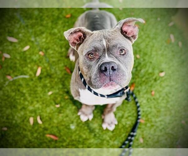 Medium Photo #2 Mutt Puppy For Sale in Orlando, FL, USA