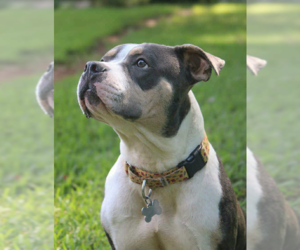 Medium American Bulldog Mix