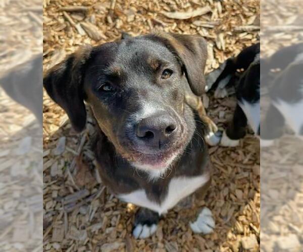 Medium Photo #2 Australian Shepherd-Staffordshire Bull Terrier Mix Puppy For Sale in Santa Cruz, CA, USA