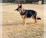 Small Photo #1 German Shepherd Dog Puppy For Sale in GREENVILLE, AL, USA