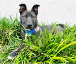 Small #3 Mutt