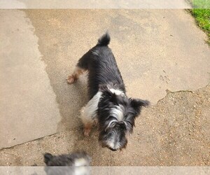 Father of the Schnauzer (Miniature) puppies born on 04/04/2025