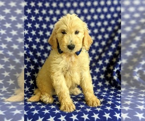 Goldendoodle Puppy for sale in CHRISTIANA, PA, USA