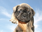 Small Photo #1 French Bulldog Puppy For Sale in CHINA SPRING, TX, USA