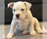 Small #6 American Bully
