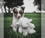 Small Photo #58 Border Collie Puppy For Sale in STRAFFORD, MO, USA