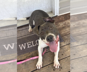 Bulldog-Unknown Mix Dogs for adoption in Decatur, GA, USA