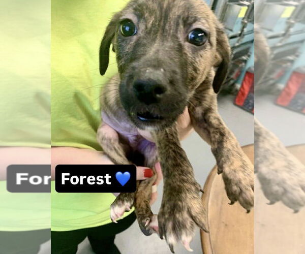 Medium Photo #2 Mutt Puppy For Sale in Brewster, NY, USA