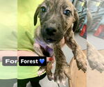 Small #1 Mutt