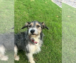 Lucky *MEET ME* - Female Mutt Dog for Adoption - Photo #2