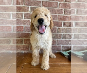 Medium Goldendoodle