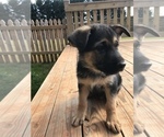 Small Photo #11 German Shepherd Dog Puppy For Sale in INMAN, SC, USA