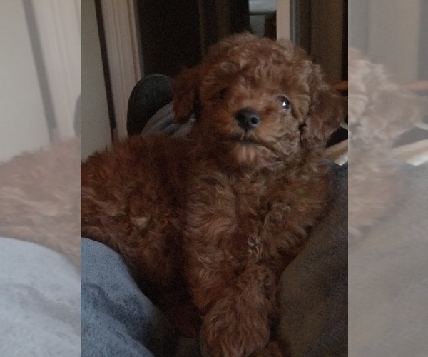 Medium Photo #6 Poodle (Toy) Puppy For Sale in BOWLING GREEN, KY, USA