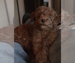 Small Photo #6 Poodle (Toy) Puppy For Sale in BOWLING GREEN, KY, USA
