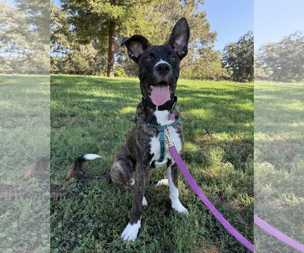 Medium Photo #1 Boxer-Unknown Mix Puppy For Sale in Davis, CA, USA