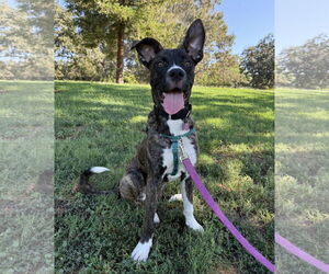 Boxer-Unknown Mix Dogs for adoption in Davis, CA, USA