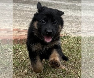 German Shepherd Dog Puppy for Sale in AUSTELL, Georgia USA