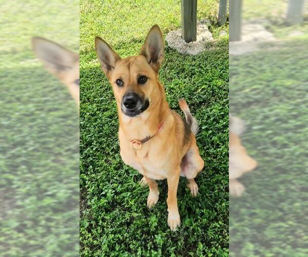 Medium Photo #1 German Shepherd Dog-Unknown Mix Puppy For Sale in Corpus Christi, TX, USA