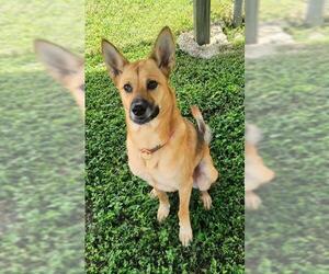 German Shepherd Dog-Unknown Mix Dogs for adoption in Corpus Christi, TX, USA