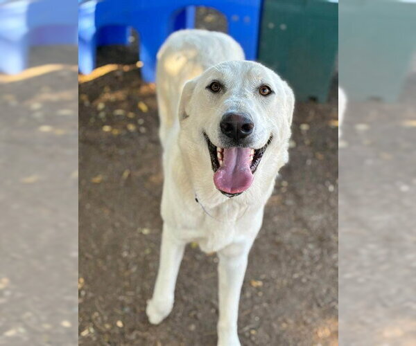 Medium Photo #1 Labrador Retriever-Unknown Mix Puppy For Sale in Visalia, CA, USA