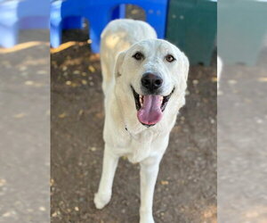 Labrador Retriever-Unknown Mix Dogs for adoption in Visalia, CA, USA