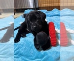 Small #4 Labrador Retriever