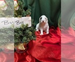 Small Photo #2 Sheepadoodle Puppy For Sale in WASHINGTON, IA, USA