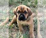 Small #1 English Mastweiler