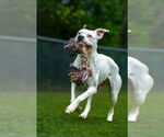 Small #2 Boxer Mix