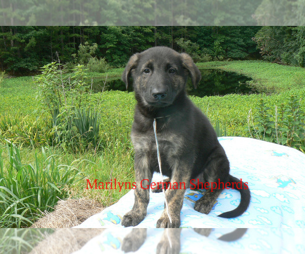 Medium Photo #3 German Shepherd Dog Puppy For Sale in PIEDMONT, MO, USA
