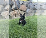 Small Photo #4 French Bulldog Puppy For Sale in EAST WENATCHEE, WA, USA