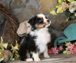 Small #7 Australian Shepherd