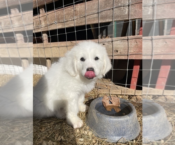 Medium Photo #3 Great Pyrenees Puppy For Sale in JAMESTOWN, TN, USA