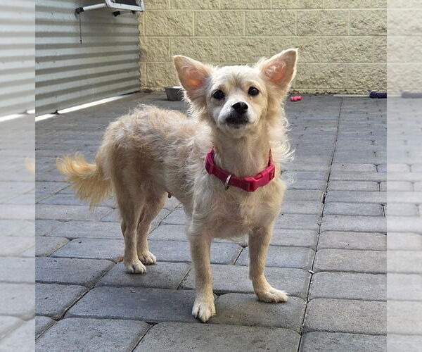 Medium Photo #1 Maltipom Puppy For Sale in Chico, CA, USA