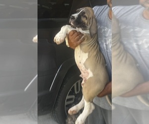 Fila Brasileiro Puppy for sale in ROSHARON, TX, USA