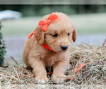 Small #3 Golden Retriever