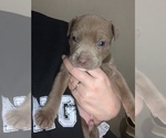 Puppy 1 American Staffordshire Terrier-Rottweiler Mix