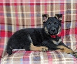 Small Photo #5 German Shepherd Dog Puppy For Sale in LEOLA, PA, USA
