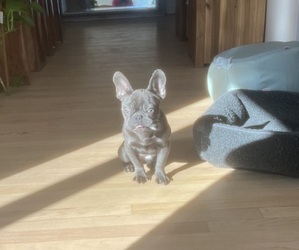 French Bulldog Puppy for sale in TRUMBULL, CT, USA