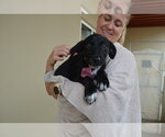 Small Labrador Retriever Mix