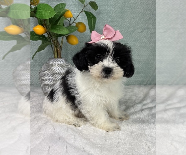Medium Photo #4 ShihPoo Puppy For Sale in FRANKLIN, IN, USA