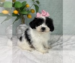 Small #3 ShihPoo