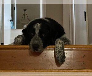 Edie - Female Great Pyrenees Dog for Adoption - Photo #3